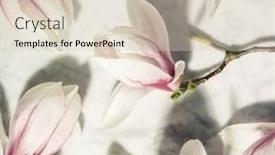  Presentation with marble pink - Colorful presentation design enhanced with beautiful-pink-magnolia-flowers backdrop and a soft green colored foreground