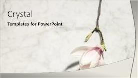  Presentation with marble pink - Audience pleasing slide set consisting of beautiful-pink-magnolia-flowers backdrop and a light gray colored foreground
