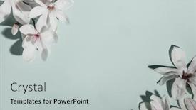  Presentation with minimalistic - Amazing slide deck having beautiful-pink-magnolia-flowers backdrop and a light gray colored foreground