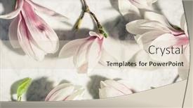  Presentation with marble pink - Presentation consisting of beautiful-pink-magnolia-flowers background and a lemonade colored foreground