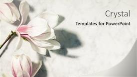  Presentation with minimal - PPT theme enhanced with beautiful-pink-magnolia-flowers background and a sky blue colored foreground