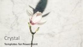  Presentation with marble pink - Slide set with beautiful-pink-magnolia-flowers background and a white colored foreground
