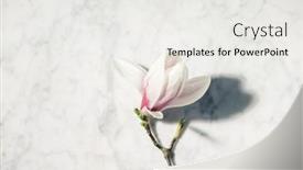  Presentation with marble pink - Cool new slides with beautiful-pink-magnolia-flowers backdrop and a white colored foreground