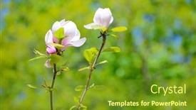  Presentation with pink green - Slide set consisting of beautiful-pink-magnolia-flowers background and a tawny brown colored foreground