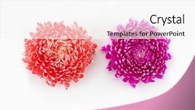  Presentation with orange - Theme having beautiful pink and orange flower background and a white colored foreground