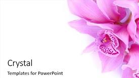  Presentation with pink blue - Slide deck featuring beautiful pink orchid against blue background and a white colored foreground
