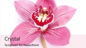  Presentation with pink white - PPT theme with beautiful pink orchid against white background and a coral colored foreground