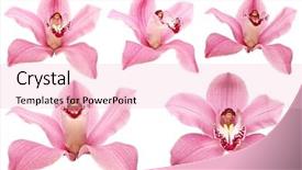  Presentation with pink white - Slides with beautiful pink orchid flower background and a lemonade colored foreground