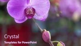  Presentation with beautiful nature - Slide deck having beautiful-pink-orchids-flower background and a tawny brown colored foreground
