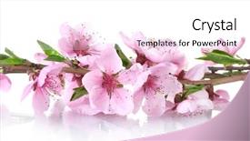 Presentation with abstract beautiful black pink glitter - Presentation theme enhanced with beautiful pink peach blossom isolated background and a  colored foreground