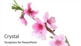  Presentation with pink white - Colorful presentation theme enhanced with beautiful pink peach blossom isolated backdrop and a white colored foreground