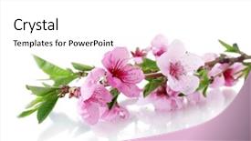  Presentation with abstract beautiful black pink glitter - PPT layouts featuring beautiful pink peach blossom isolated background and a white colored foreground