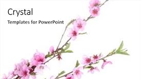  Presentation with abstract beautiful black pink glitter - Presentation theme consisting of beautiful pink peach blossom isolated background and a white colored foreground