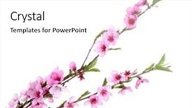  Presentation with pink white - Slide deck having beautiful pink peach blossom isolated background and a white colored foreground