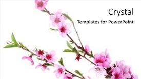  Presentation with pink white - PPT theme consisting of beautiful pink peach blossom isolated background and a white colored foreground