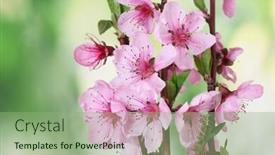  Presentation with pink green - Presentation enhanced with beautiful pink peach blossom on green background background and a seafoam green colored foreground