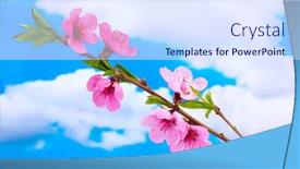  Presentation with pink sky - Amazing presentation theme having beautiful pink peach blossom on blue sky background backdrop and a sky blue colored foreground