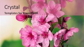  Presentation with pink green - Slide set consisting of beautiful pink peach blossom background and a coral colored foreground