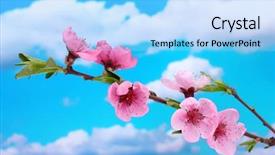  Presentation with pink sky - Presentation design enhanced with beautiful pink peach blossom on blue sky background background and a light blue colored foreground