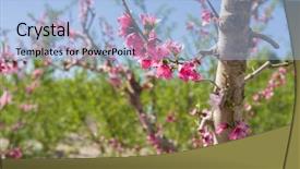  Presentation with pink petal flower animated - Beautiful presentation theme featuring beautiful pink peach flowers petals backdrop and a light blue colored foreground