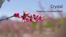  Presentation with pink petal flower animated - Presentation with beautiful pink peach flowers petals background and a light blue colored foreground