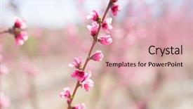  Presentation with pink petal flower animated - Colorful presentation theme enhanced with beautiful pink peach flowers petals backdrop and a coral colored foreground