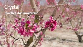  Presentation with beautiful spring flowers - Presentation theme having beautiful pink peach flowers petals background and a coral colored foreground