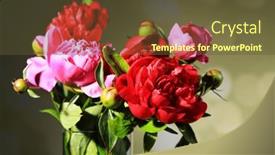  Presentation with light pink - 