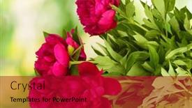 Presentation with pink green - PPT layouts enhanced with beautiful pink peonies on green background background and a crimson colored foreground