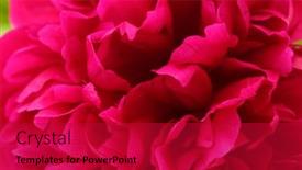  Presentation with peony - Amazing PPT layouts having beautiful-pink-peony-close-up backdrop and a crimson colored foreground