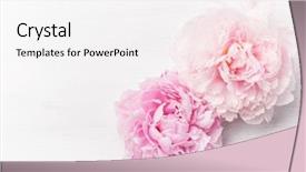  Presentation with peony flower - Amazing presentation theme having beautiful pink peony flower background backdrop and a white colored foreground