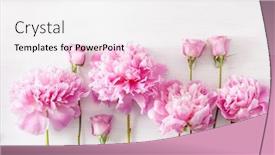  Presentation with peony flower - Beautiful PPT layouts featuring beautiful-pink-peony-flower-background backdrop and a white colored foreground