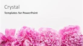  Presentation with peony flower - Amazing presentation design having beautiful-pink-peony-flower-background backdrop and a white colored foreground