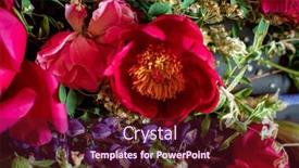  Presentation with peony flower - Slide set enhanced with beautiful-pink-peony-flower-background background and a wine colored foreground