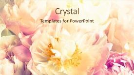  Presentation with peony - Presentation theme featuring  background and a  colored foreground