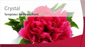  Presentation with peony - Cool new PPT layouts with beautiful-pink-peony-isolated backdrop and a white colored foreground