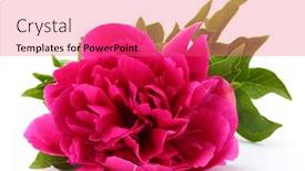  Presentation with peony - Amazing PPT layouts having beautiful pink peony isolated on white backdrop and a coral colored foreground