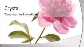  Presentation with peony - PPT theme featuring beautiful pink peony background and a white colored foreground