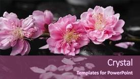  Presentation with beautiful spring flowers - PPT theme enhanced with beautiful pink plum flowers in spring background and a violet colored foreground