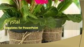  Presentation with pink green - Beautiful theme featuring beautiful-pink-primulas-in-flowerpots backdrop and a tawny brown colored foreground