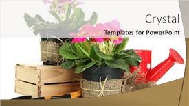  Presentation with pink white - Slides consisting of purple wild flowers on green blurred background background and a gray colored foreground