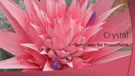  Presentation with cactus - Theme with beautiful-pink-red-cactus-flower background and a coral colored foreground