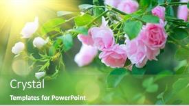  Presentation with pink rose - PPT theme consisting of beautiful-pink-rose-blooming background and a seafoam green colored foreground
