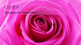  Presentation with pink rose - Audience pleasing PPT theme consisting of beautiful-pink-rose-close-up backdrop and a lilac colored foreground