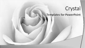  Presentation with pink black - Beautiful slide deck featuring beautiful pink rose flower background backdrop and a white colored foreground