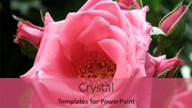  Presentation with rose flower - Presentation theme with beautiful-pink-rose-flower background and a coral colored foreground