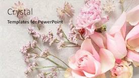  Presentation with pink flowers - Audience pleasing slide deck consisting of beautiful-pink-rose-flowers-background backdrop and a soft green colored foreground