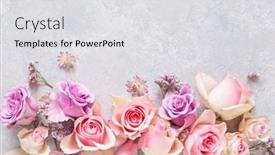  Presentation with pink rose - Slide deck consisting of beautiful-pink-rose-flowers-background background and a light gray colored foreground