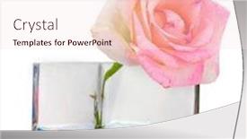  Presentation with pink rose - Slides consisting of beautiful pink rose in transparent vase isolated on white background and a sky blue colored foreground