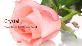  Presentation with pink rose - Cool new PPT theme with beautiful pink rose isolated backdrop and a lemonade colored foreground